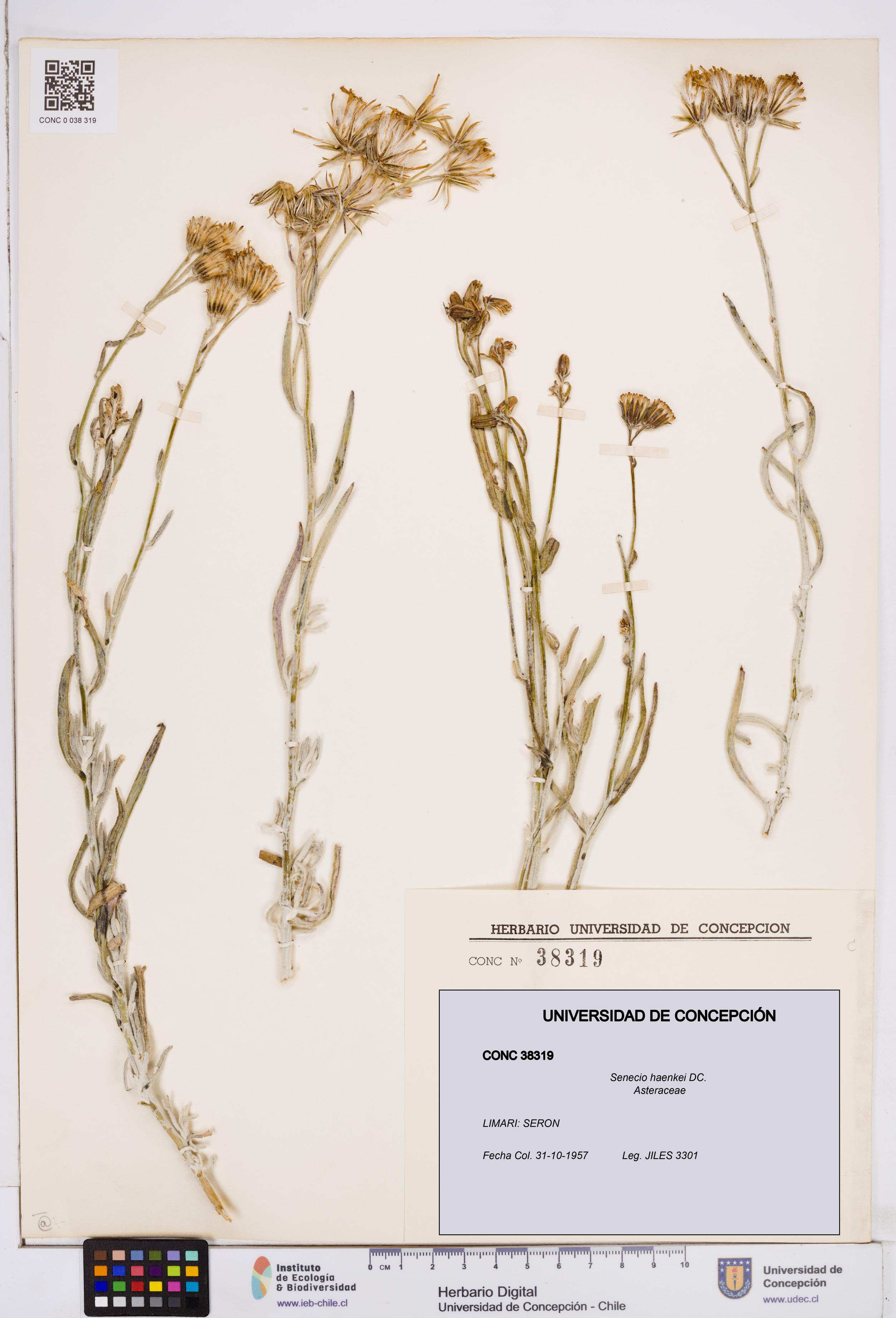 Senecio haenkei [Espécimen: ]