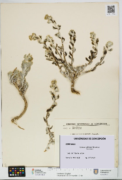 Senecio tinctolobus [Espécimen: UDEC:CONC:0038320]