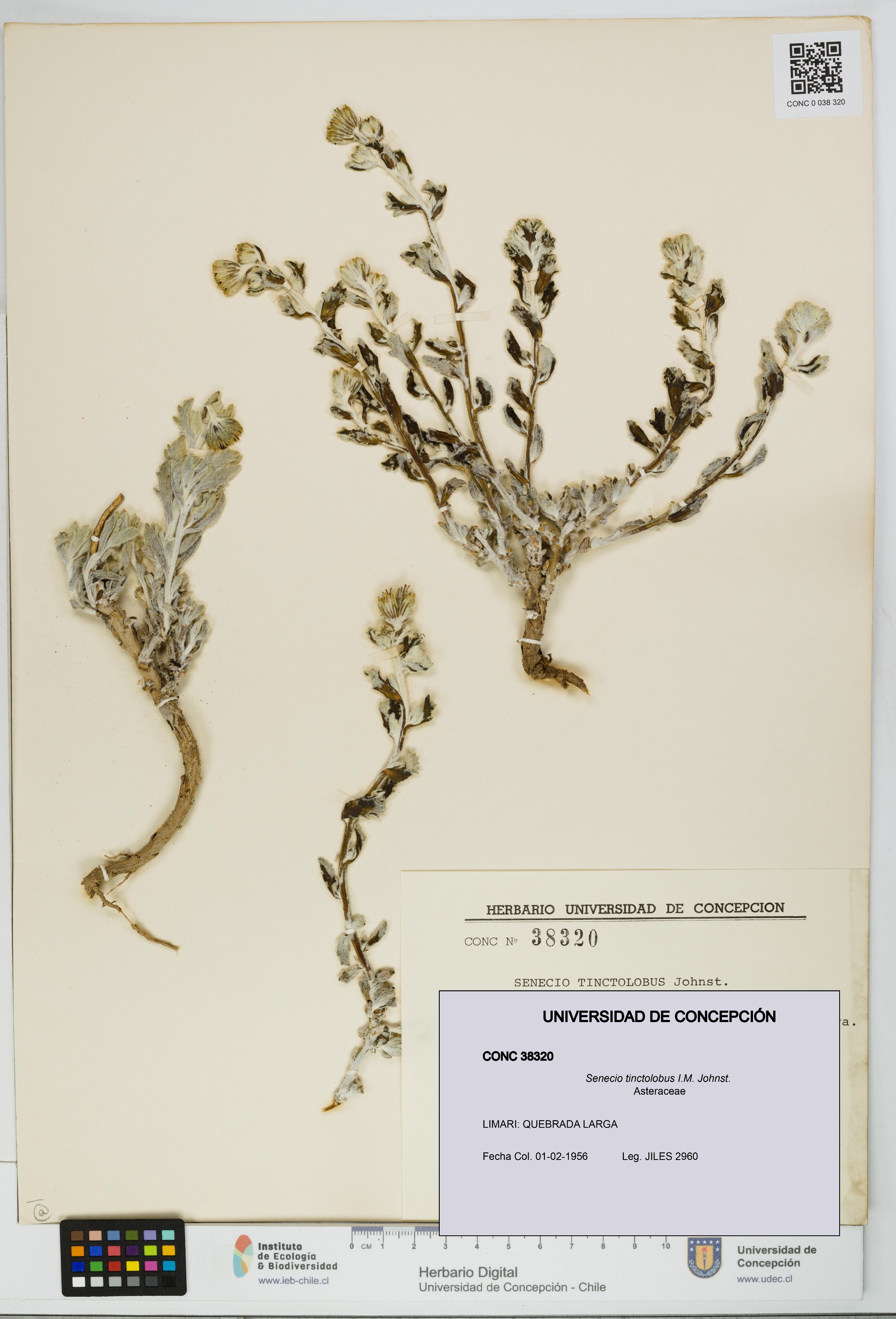 Senecio tinctolobus [Espécimen: UDEC:CONC:0038320]