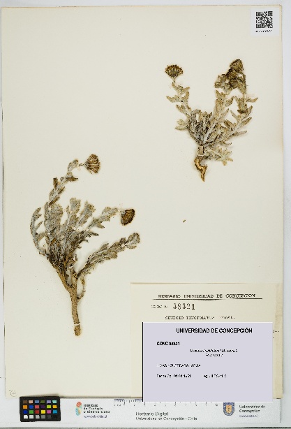 Senecio tinctolobus [Espécimen: UDEC:CONC:0038321]