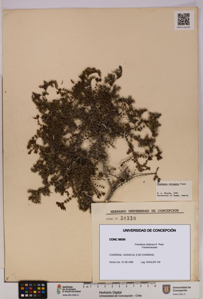 Frankenia chilensis [Espécimen: UDEC:CONC:0038330]