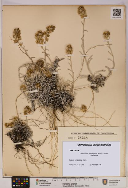 Gamochaeta aliena [Espécimen: UDEC:CONC:0038338]