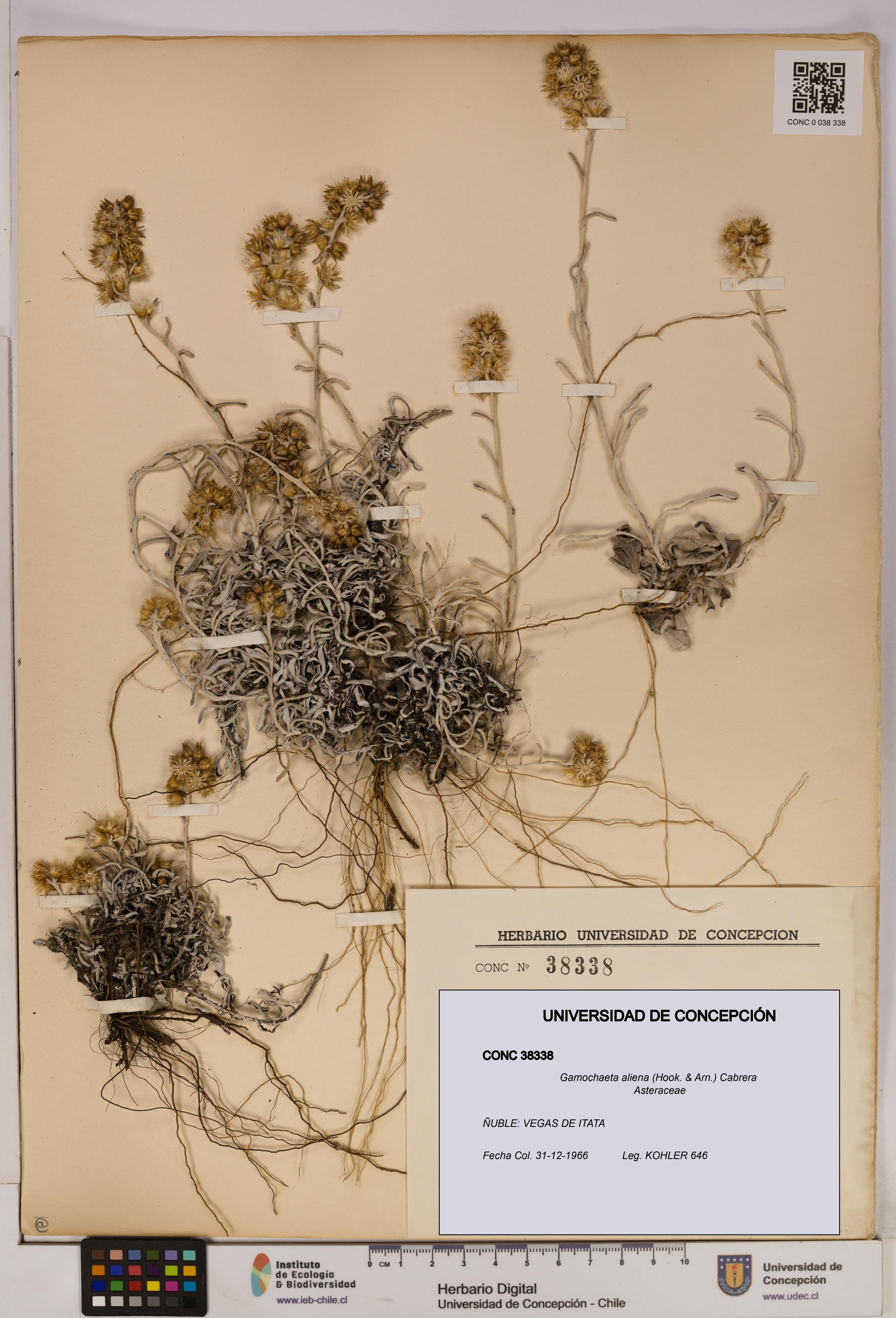 Gamochaeta aliena [Espécimen: UDEC:CONC:0038338]