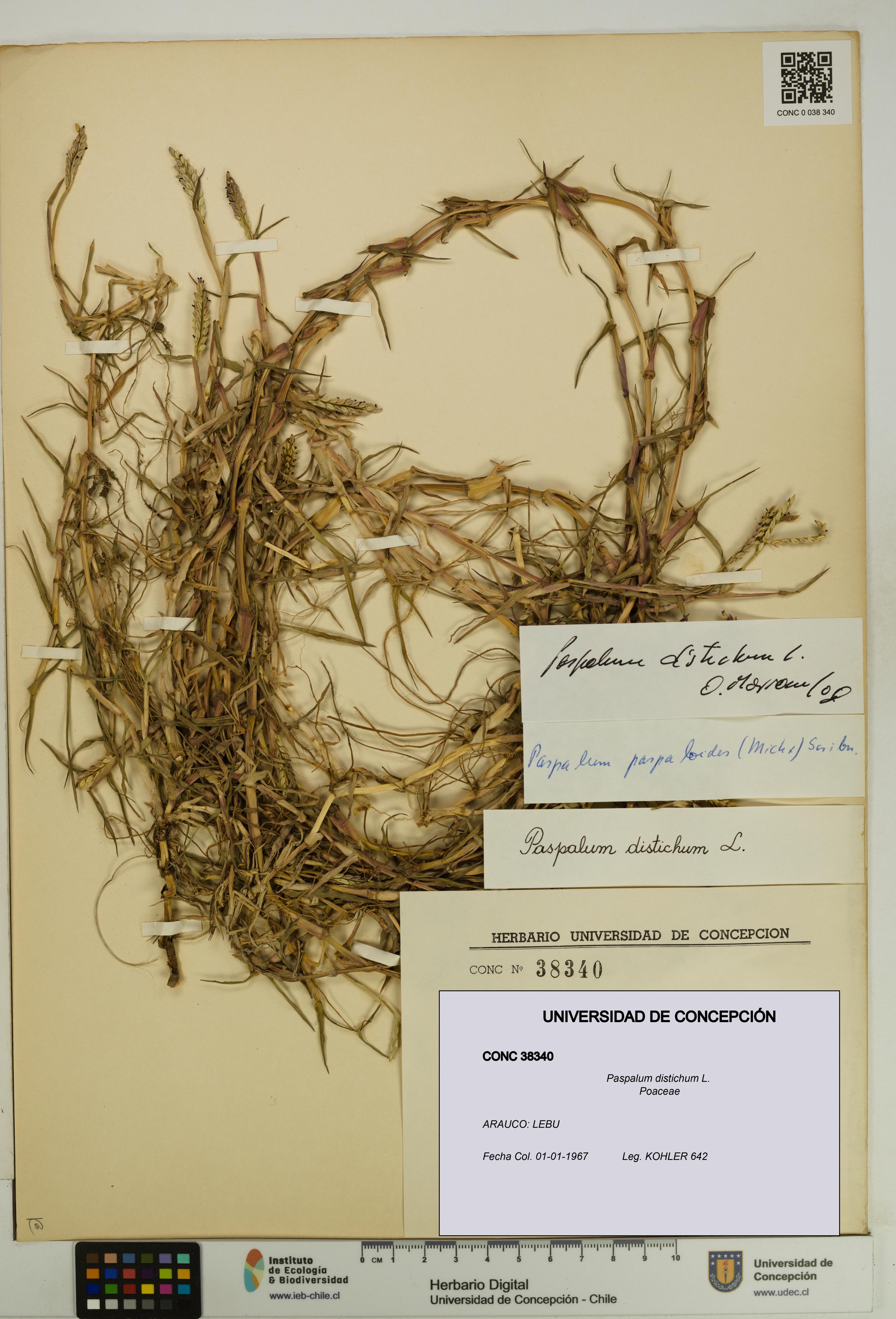Paspalum distichum [Espécimen: UDEC:CONC:0038340]