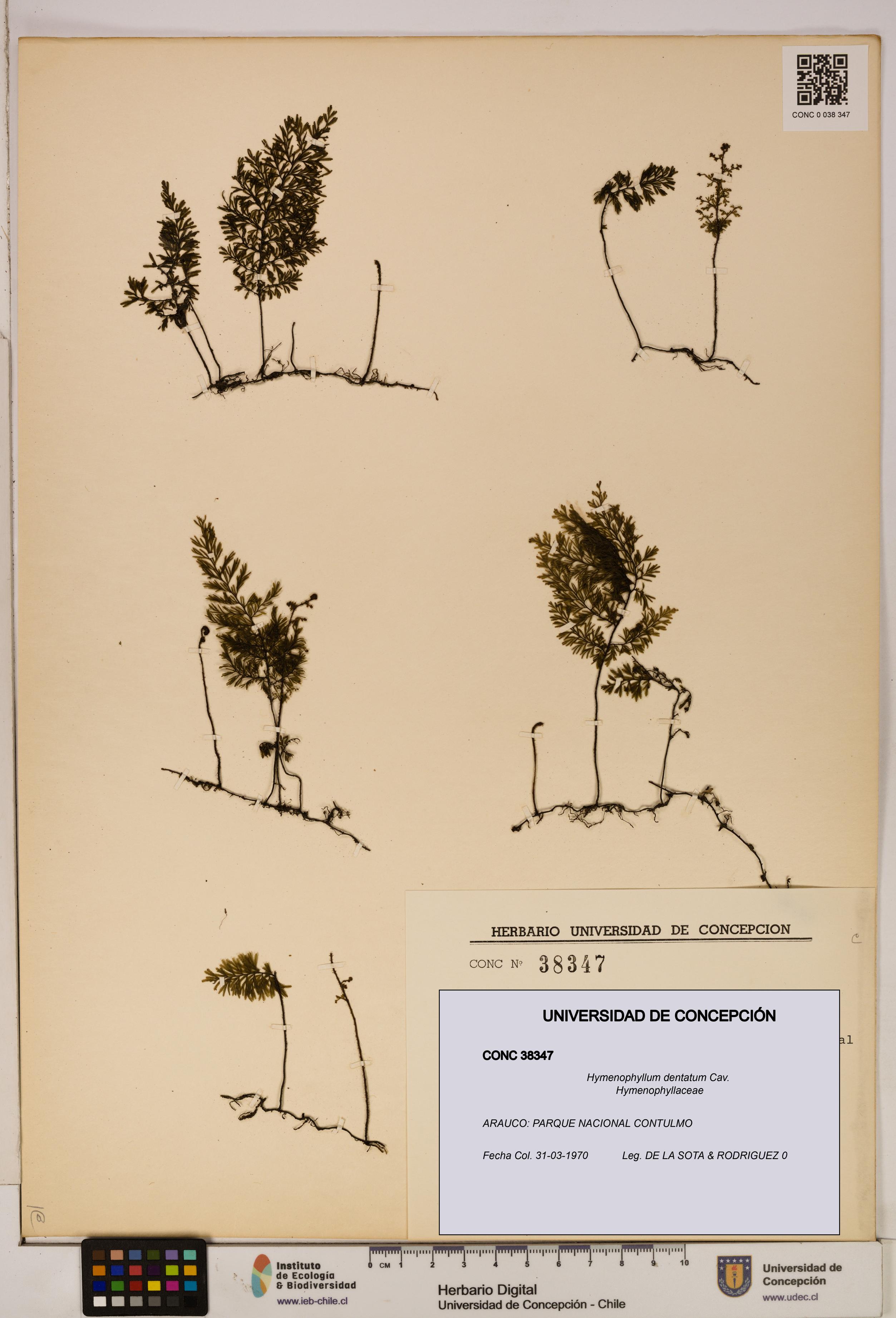 Hymenophyllum dentatum [Espécimen: UDEC:CONC:0038347]