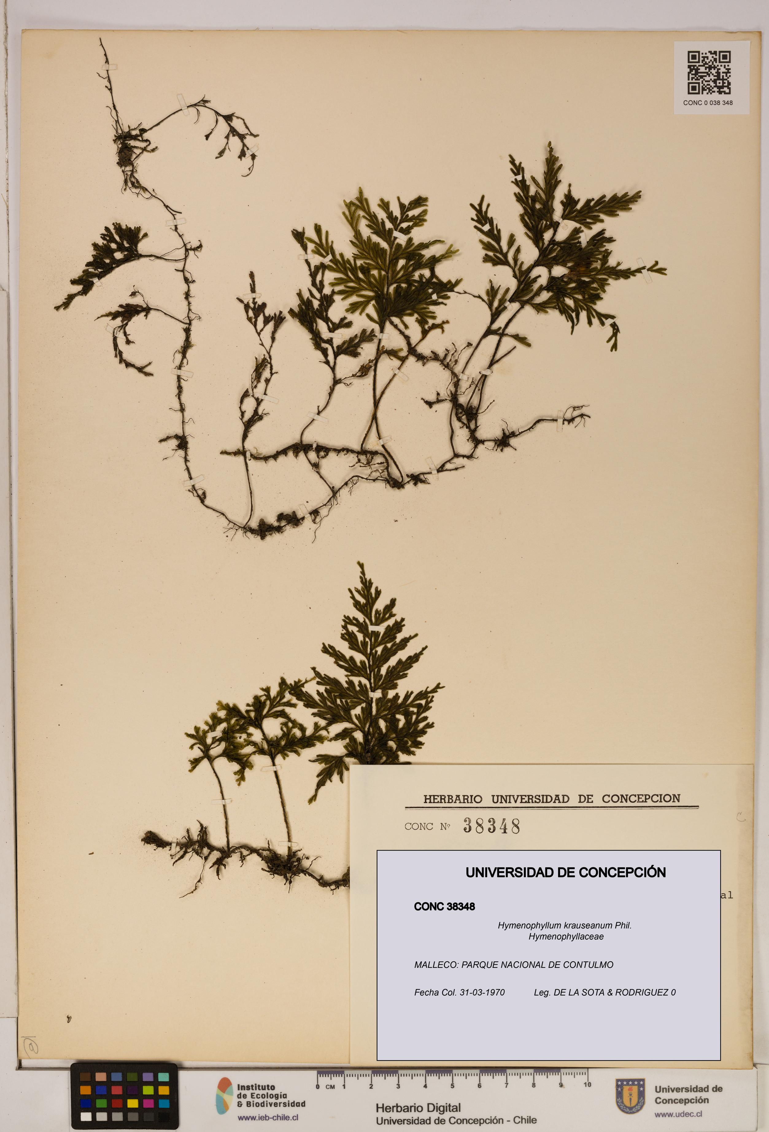 Hymenophyllum krauseanum [Espécimen: ]