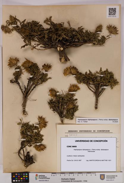 Haplopappus diplopappus subsp. diplopappus [Espécimen: UDEC:CONC:0038353]
