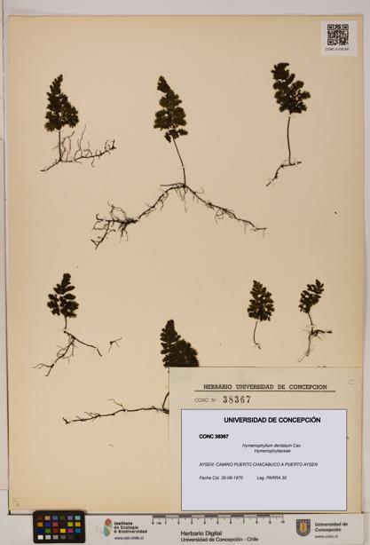 Hymenophyllum dentatum [Espécimen: UDEC:CONC:0038367]
