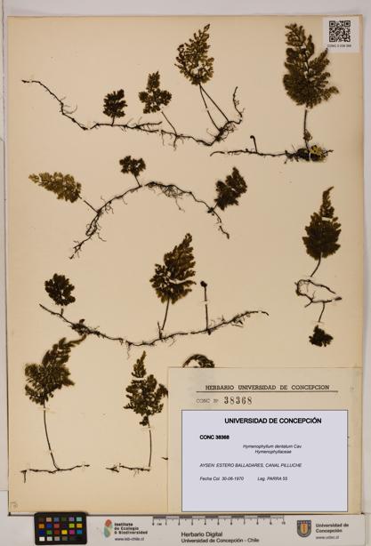 Hymenophyllum dentatum [Espécimen: UDEC:CONC:0038368]