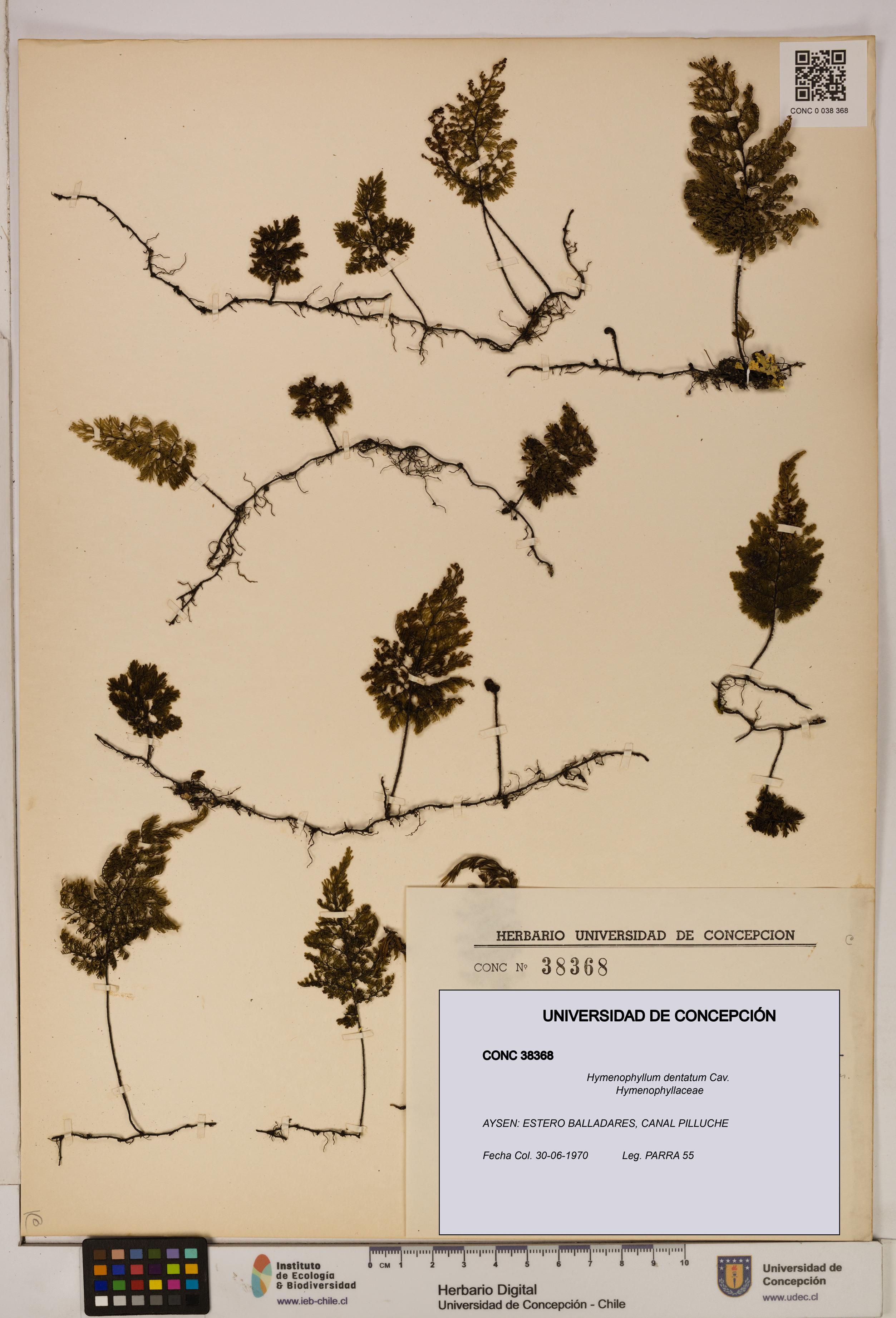 Hymenophyllum dentatum [Espécimen: UDEC:CONC:0038368]