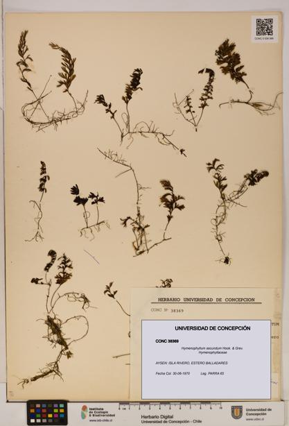 Hymenophyllum secundum [Espécimen: ]