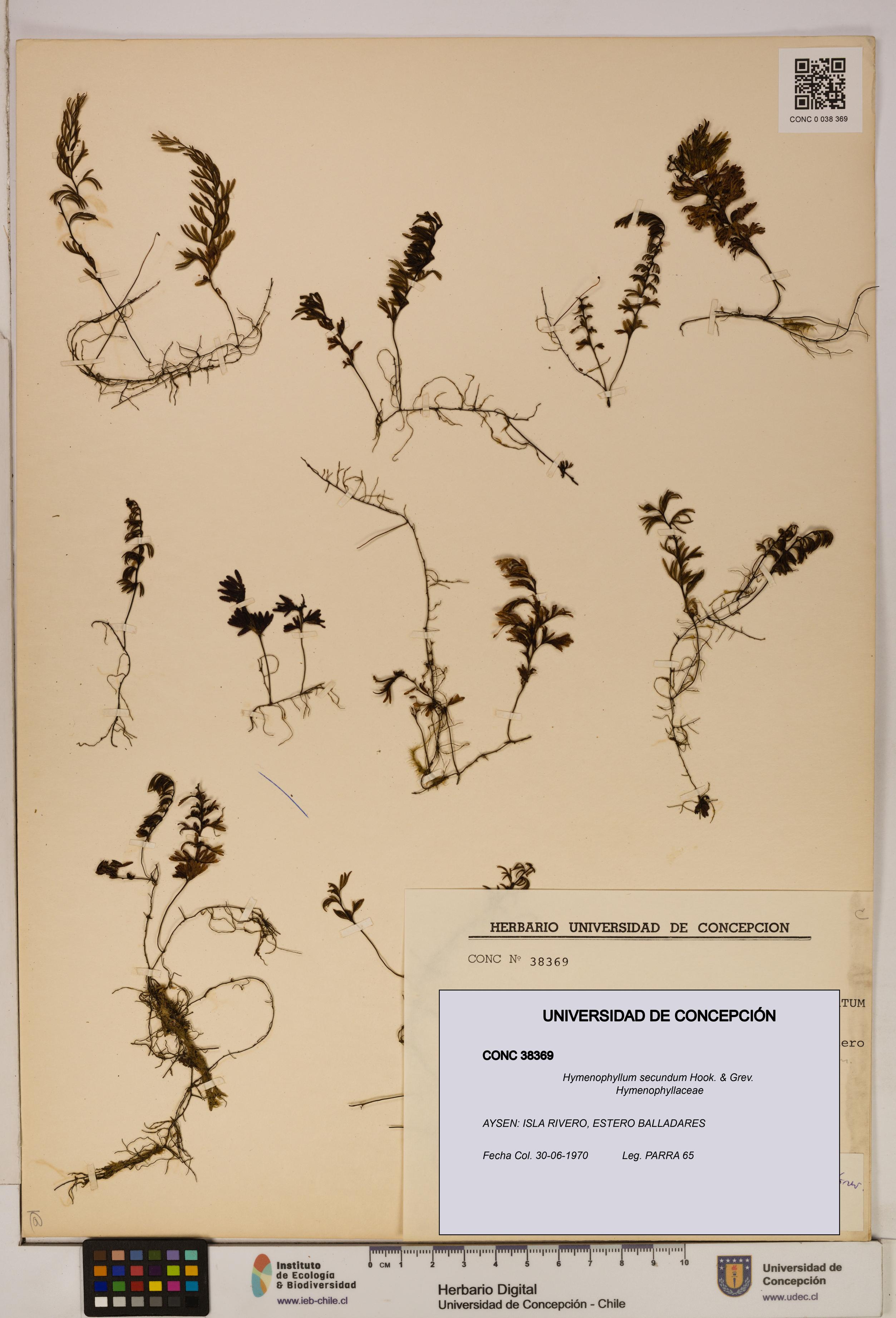 Hymenophyllum secundum [Espécimen: ]