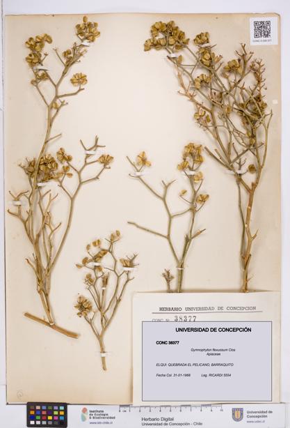 Gymnophyton flexuosum [Espécimen: ]