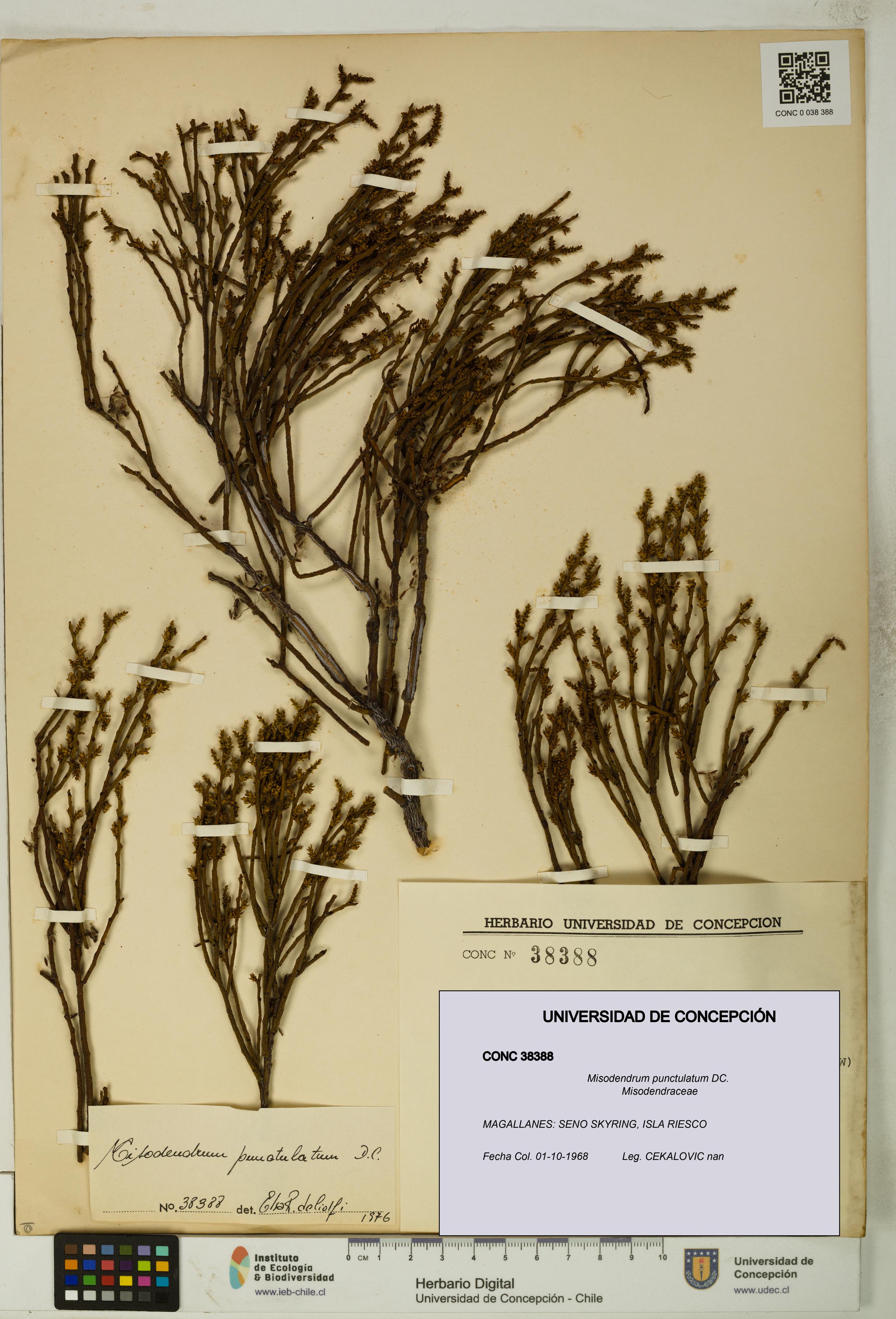 Misodendrum punctulatum [Espécimen: UDEC:CONC:0038388]