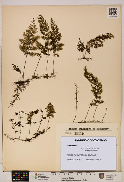 Hymenophyllum dentatum [Espécimen: UDEC:CONC:0038389]