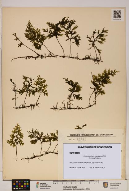 Hymenophyllum krauseanum [Espécimen: ]