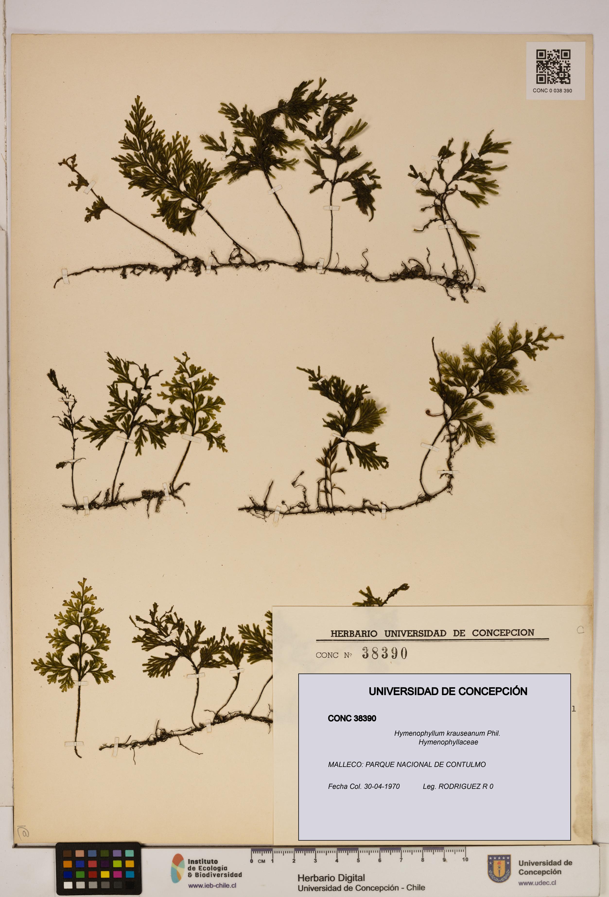 Hymenophyllum krauseanum [Espécimen: ]