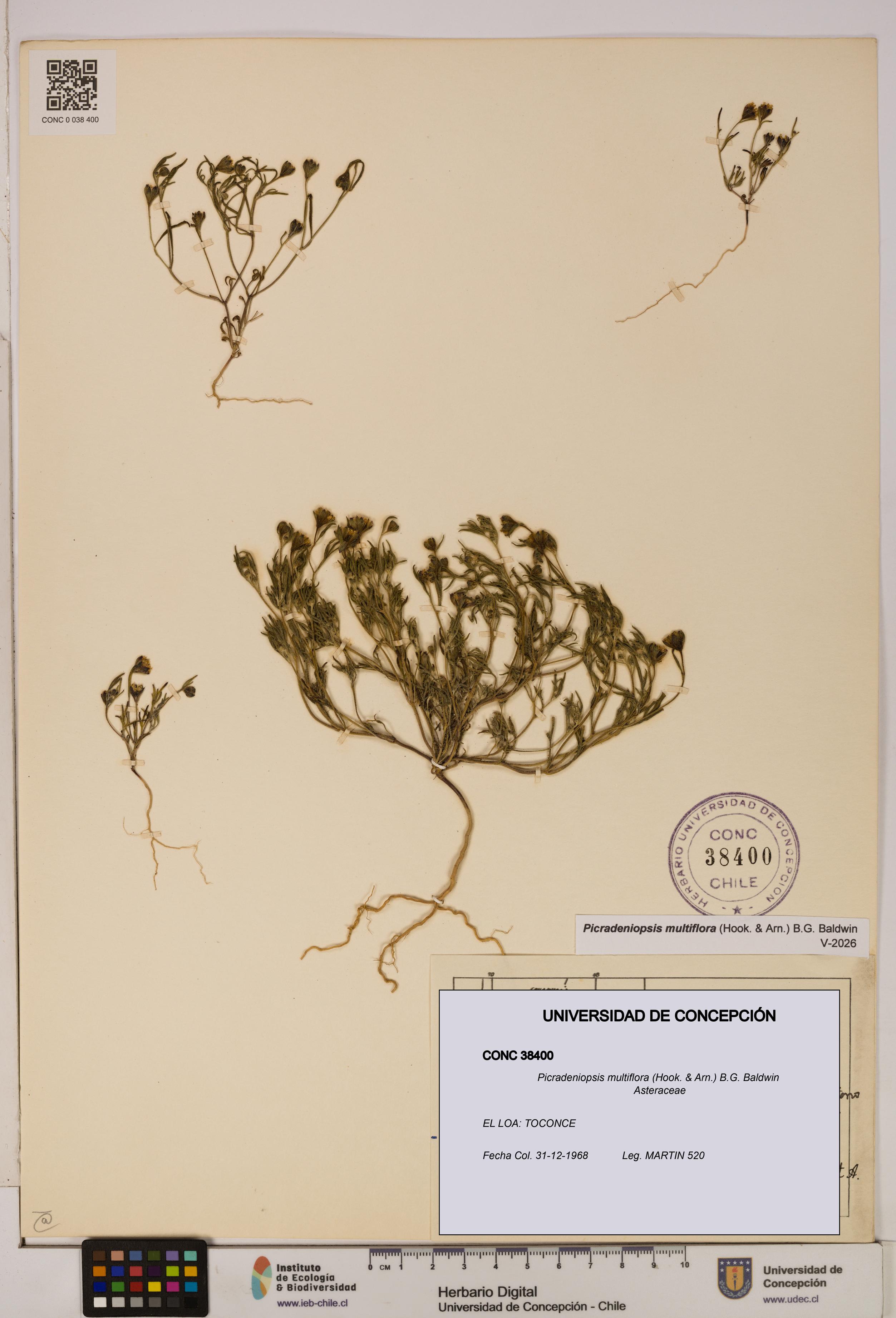 Picradeniopsis multiflora [Espécimen: ]