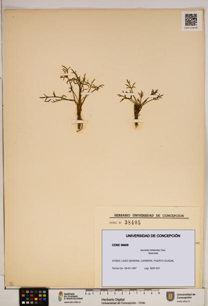 Azorella trifoliolata [Espécimen: ]