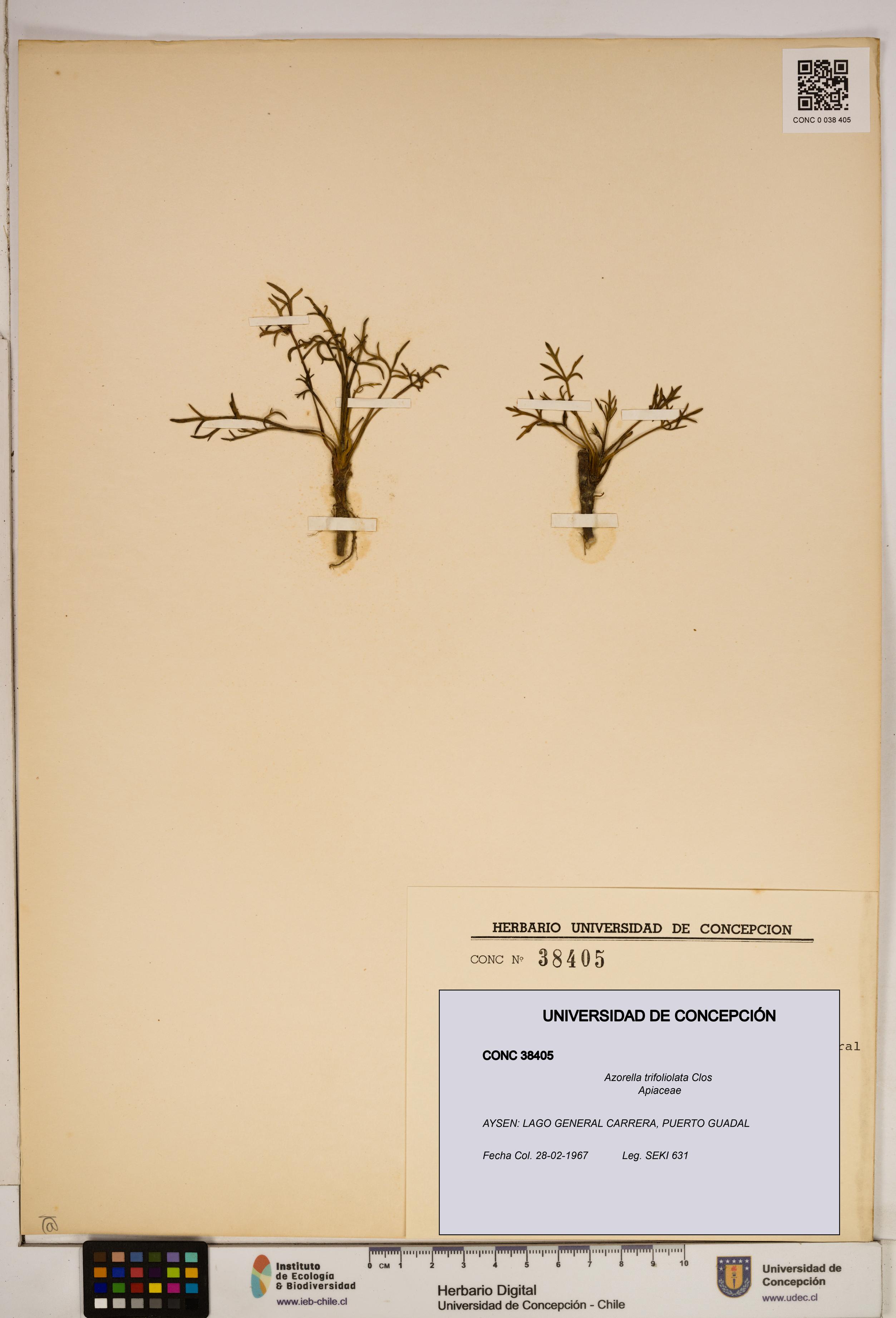 Azorella trifoliolata [Espécimen: ]