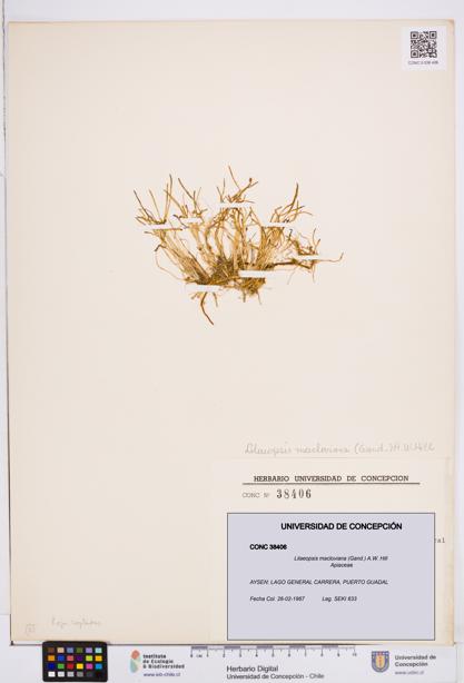 Lilaeopsis macloviana [Espécimen: ]