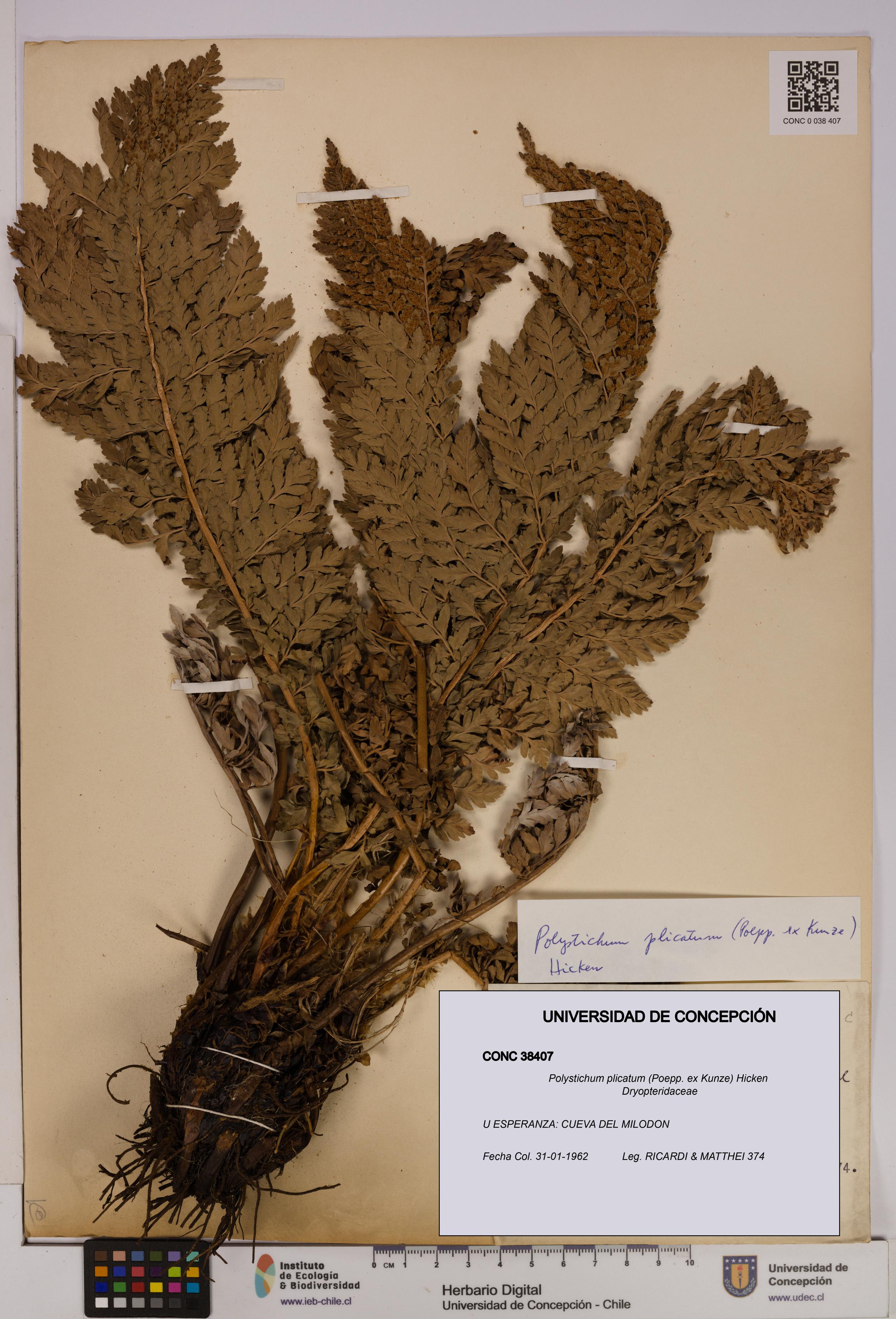 Polystichum plicatum [Espécimen: UDEC:CONC:0038407]