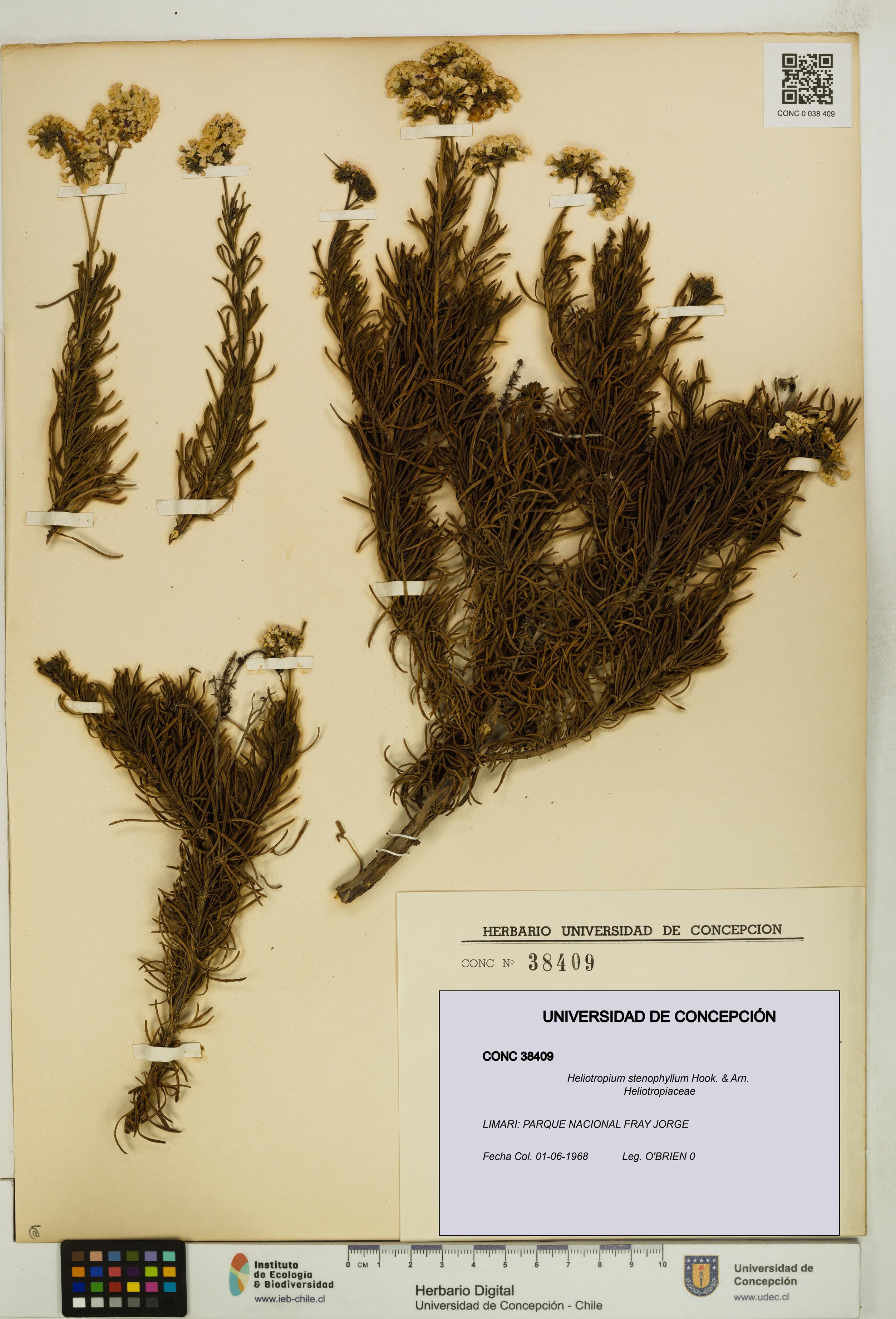 Heliotropium stenophyllum [Espécimen: UDEC:CONC:0038409]
