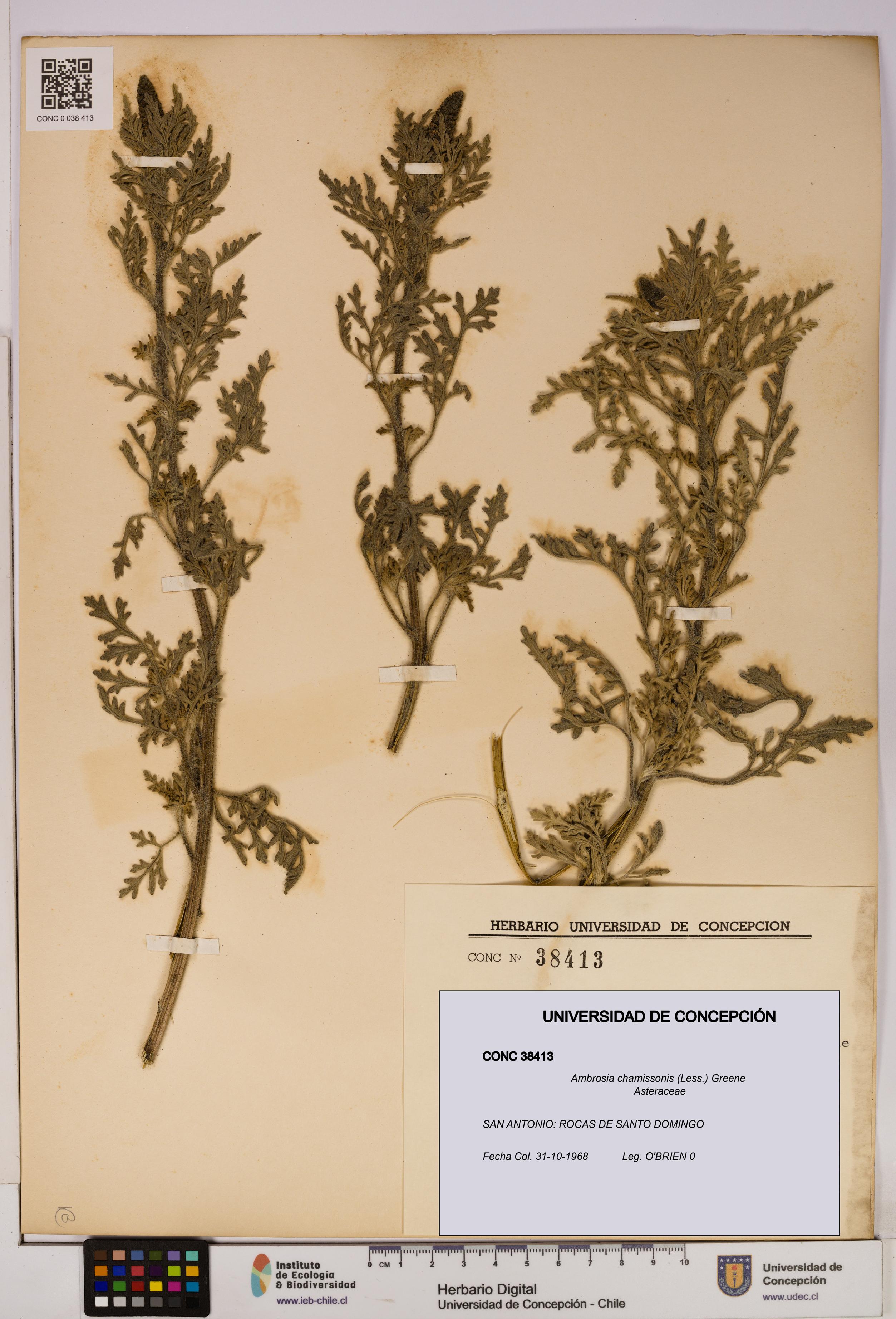 Ambrosia chamissonis [Espécimen: UDEC:CONC:0038413]