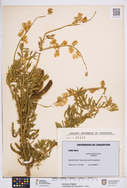 Lupinus arboreus [Espécimen: ]