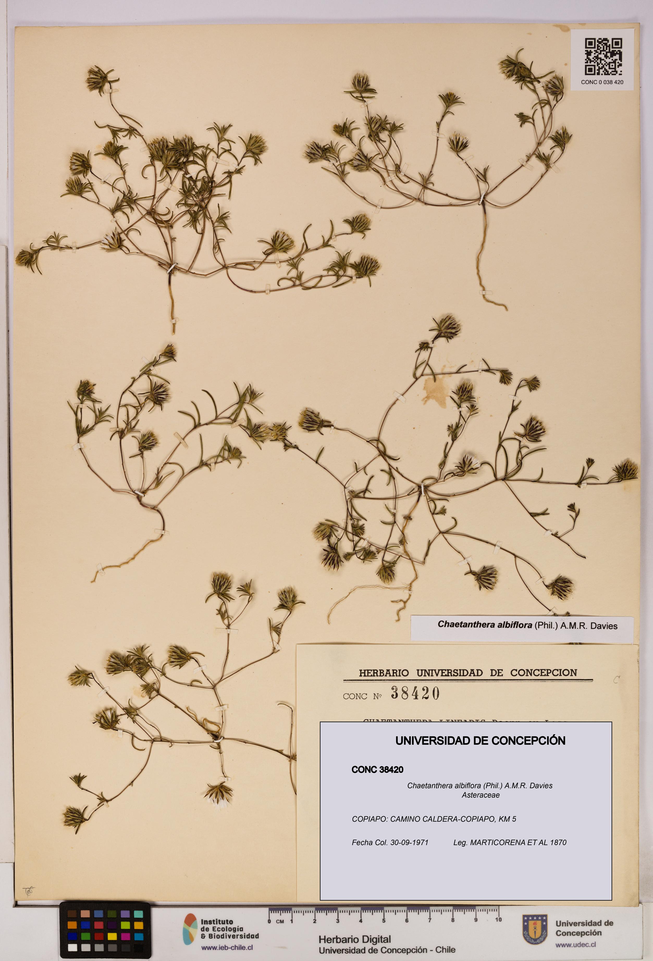 Chaetanthera albiflora [Espécimen: UDEC:CONC:0038420]