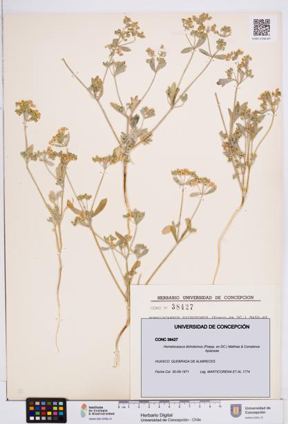 Homalocarpus dichotomus [Espécimen: ]