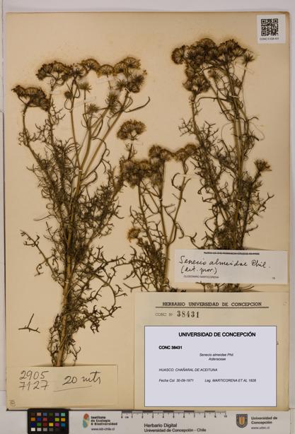 Senecio almeidae [Espécimen: UDEC:CONC:0038431]