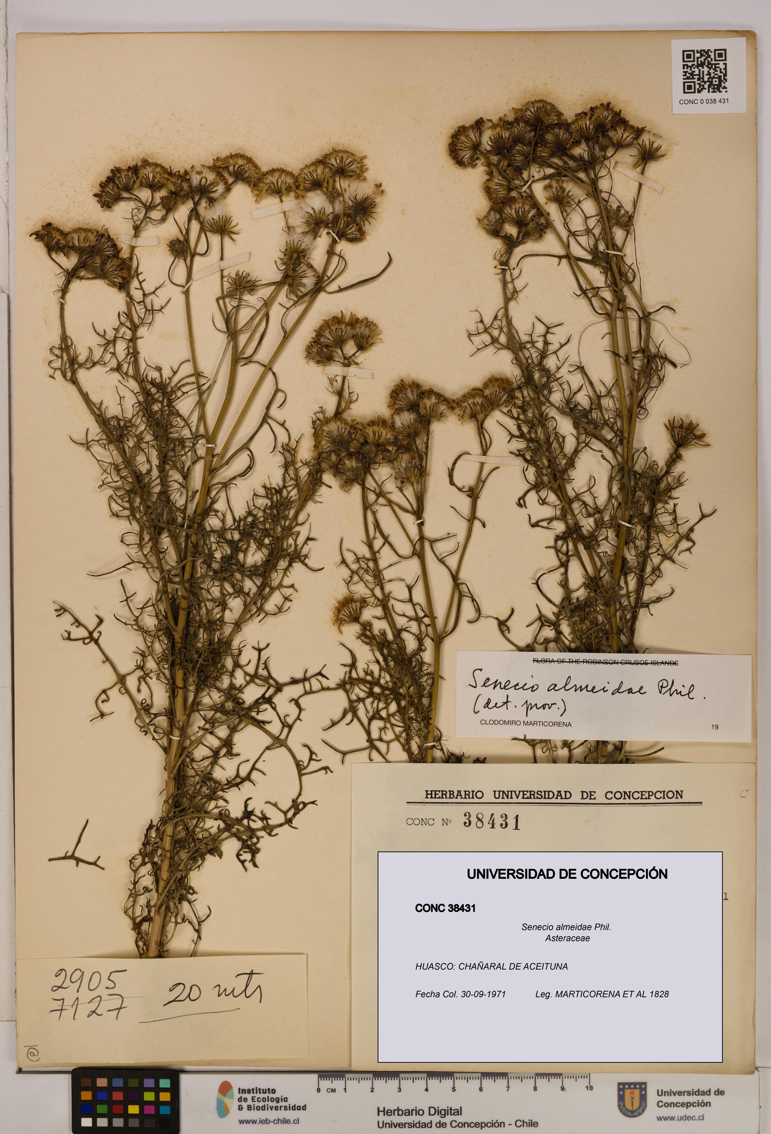Senecio almeidae [Espécimen: UDEC:CONC:0038431]