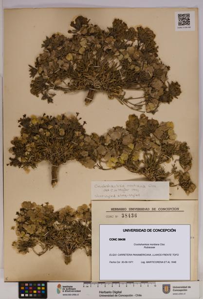 Cruckshanksia montiana [Espécimen: UDEC:CONC:0038436]