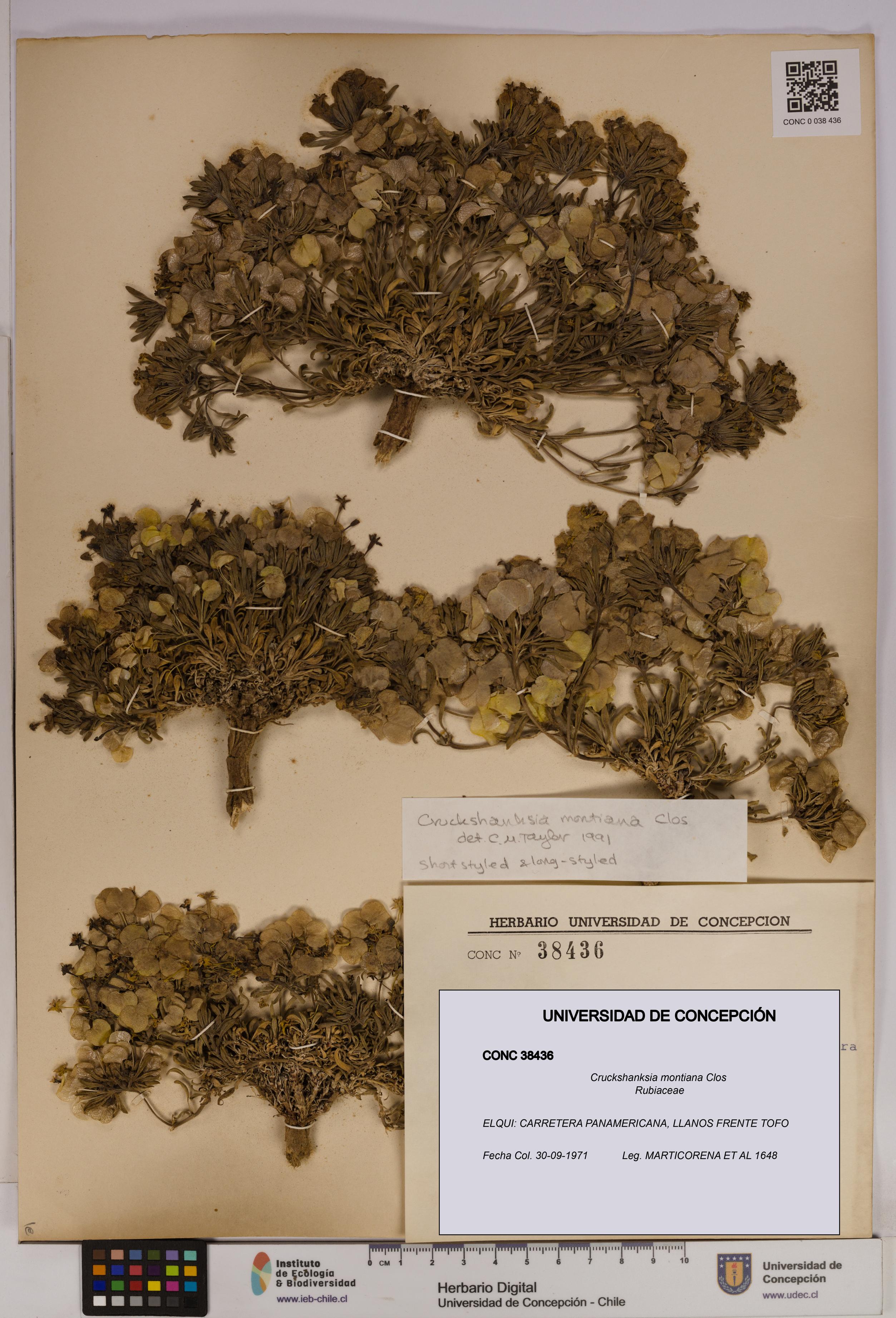 Cruckshanksia montiana [Espécimen: UDEC:CONC:0038436]