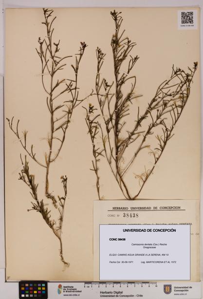Camissonia dentata [Espécimen: UDEC:CONC:0038438]