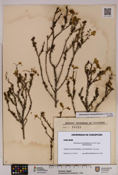 Heliotropium chenopodiaceum [Espécimen: UDEC:CONC:0038439]