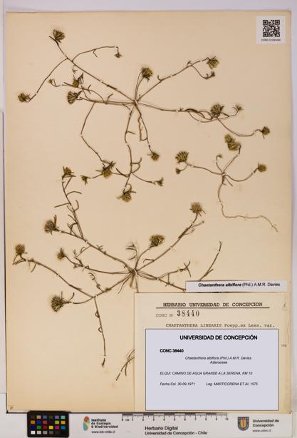 Chaetanthera albiflora [Espécimen: UDEC:CONC:0038440]