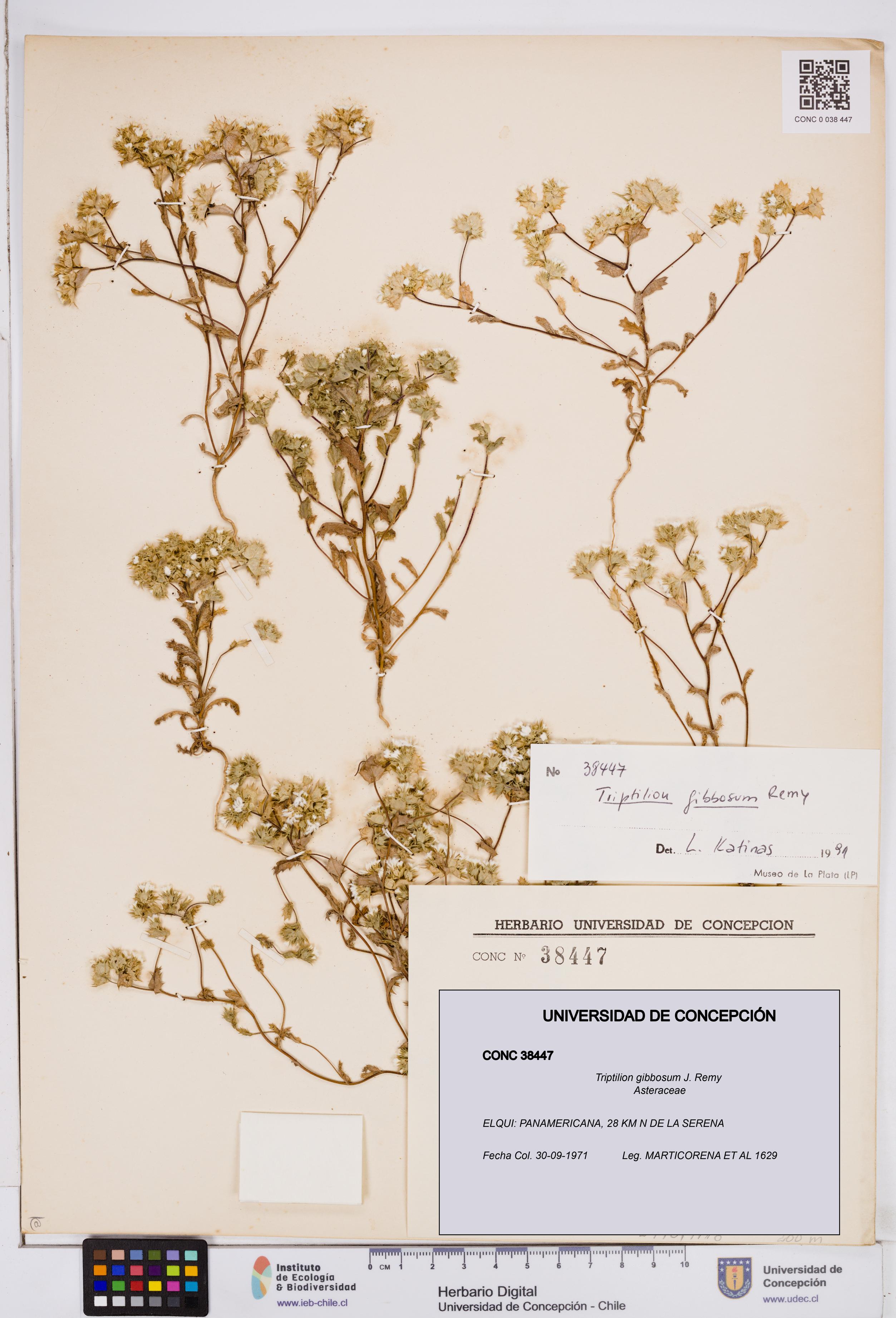 Triptilion gibbosum [Espécimen: ]
