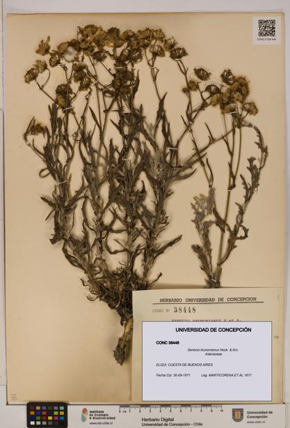 Senecio brunonianus [Espécimen: UDEC:CONC:0038448]