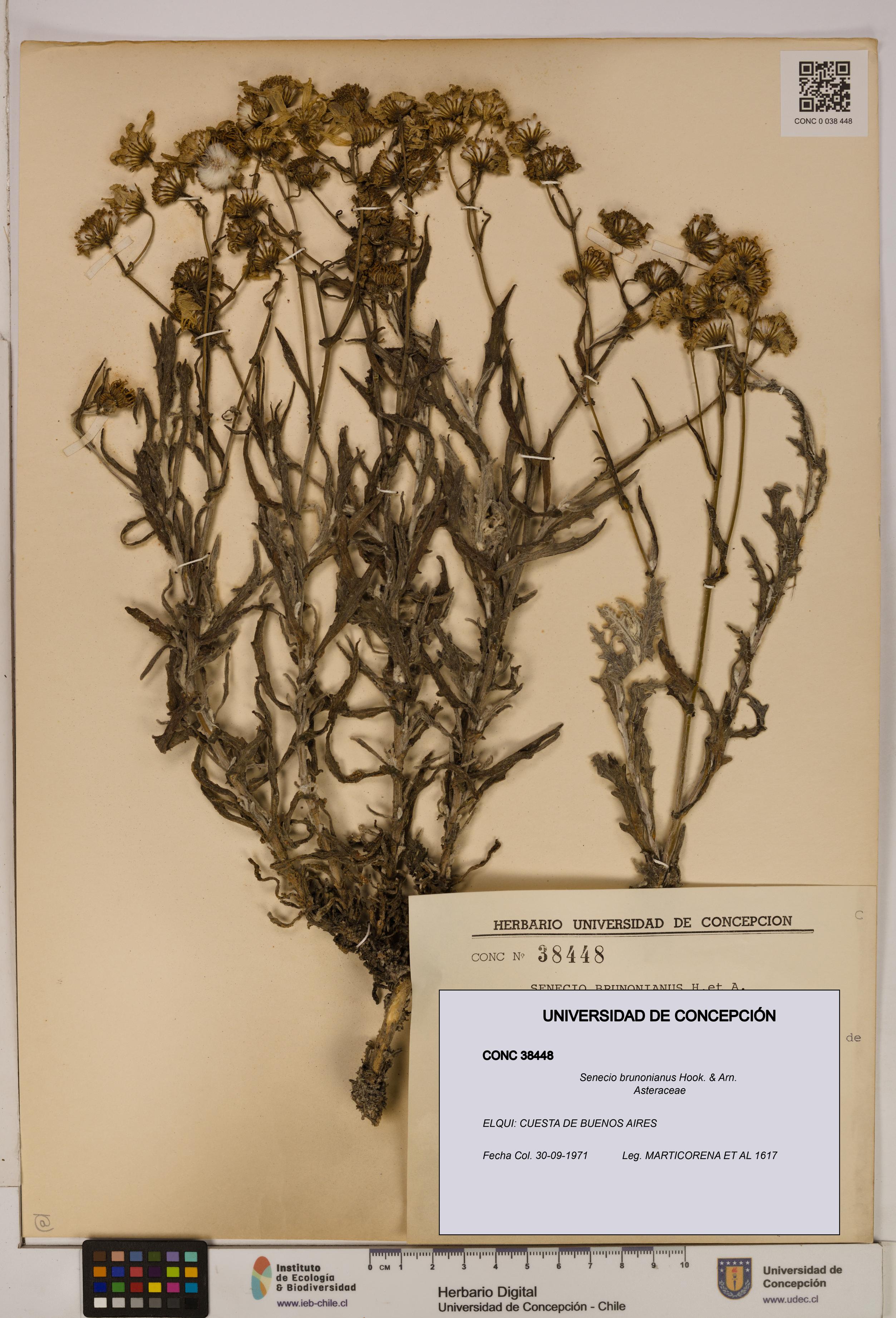 Senecio brunonianus [Espécimen: UDEC:CONC:0038448]