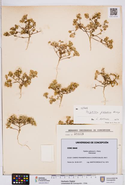 Triptilion gibbosum [Espécimen: ]