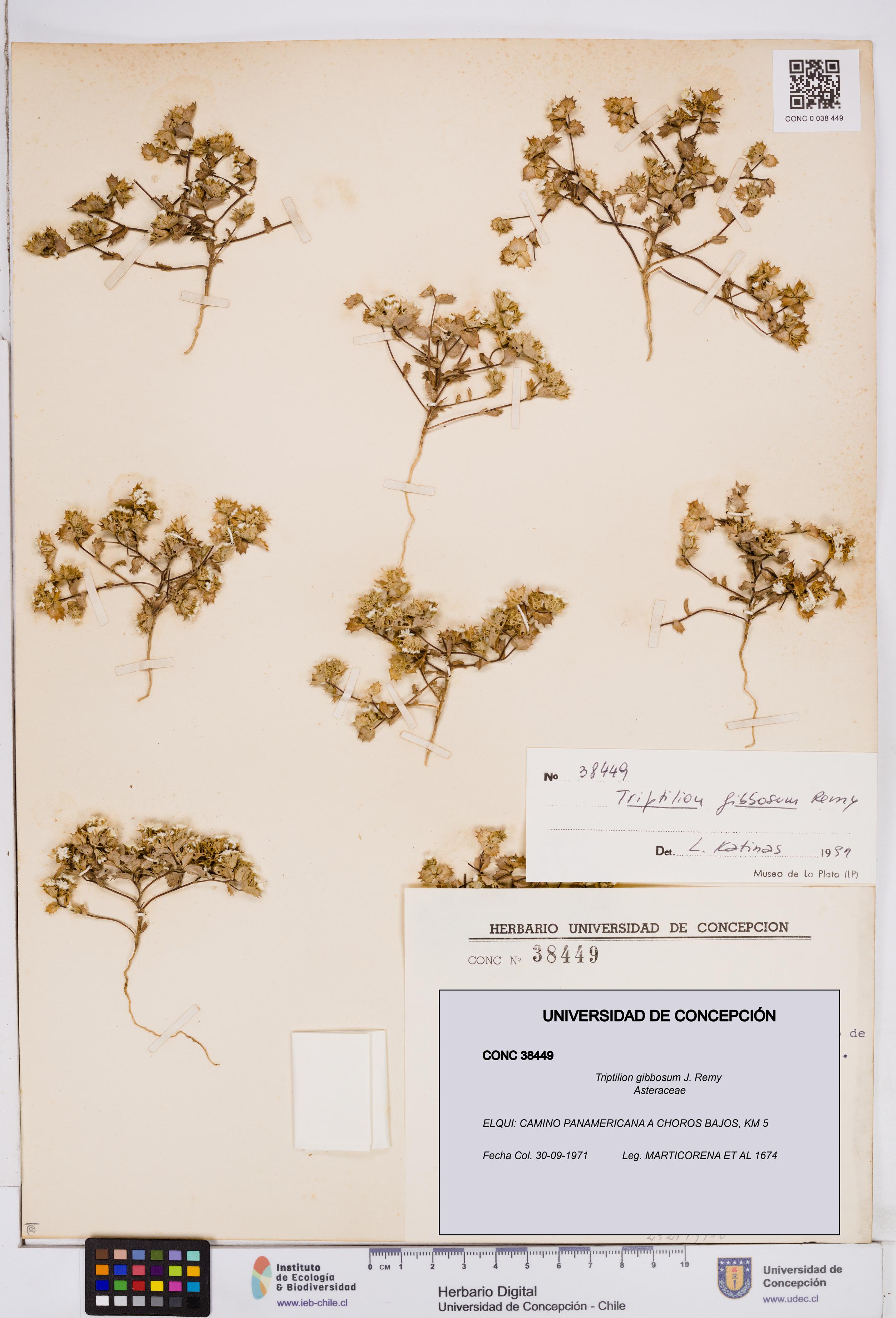 Triptilion gibbosum [Espécimen: ]