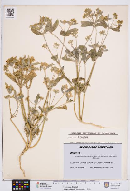 Homalocarpus dichotomus [Espécimen: ]