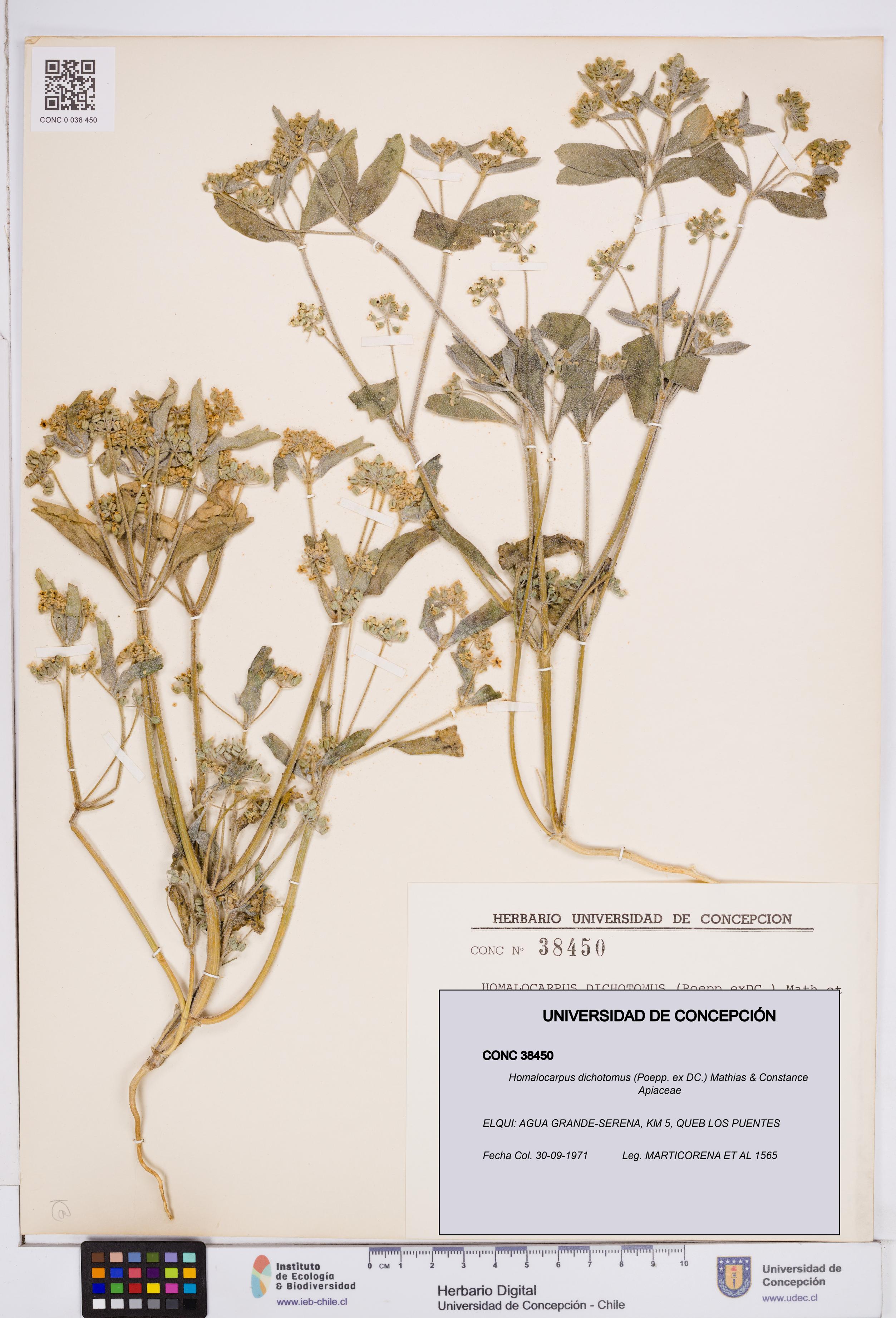 Homalocarpus dichotomus [Espécimen: ]