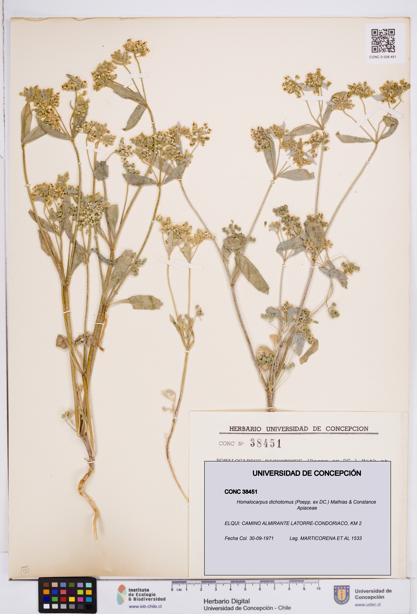 Homalocarpus dichotomus [Espécimen: ]
