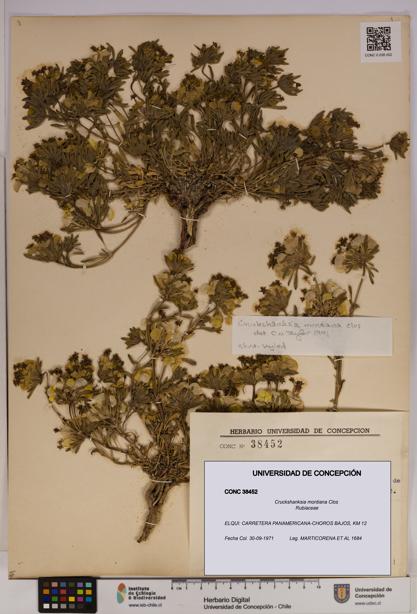 Cruckshanksia montiana [Espécimen: UDEC:CONC:0038452]