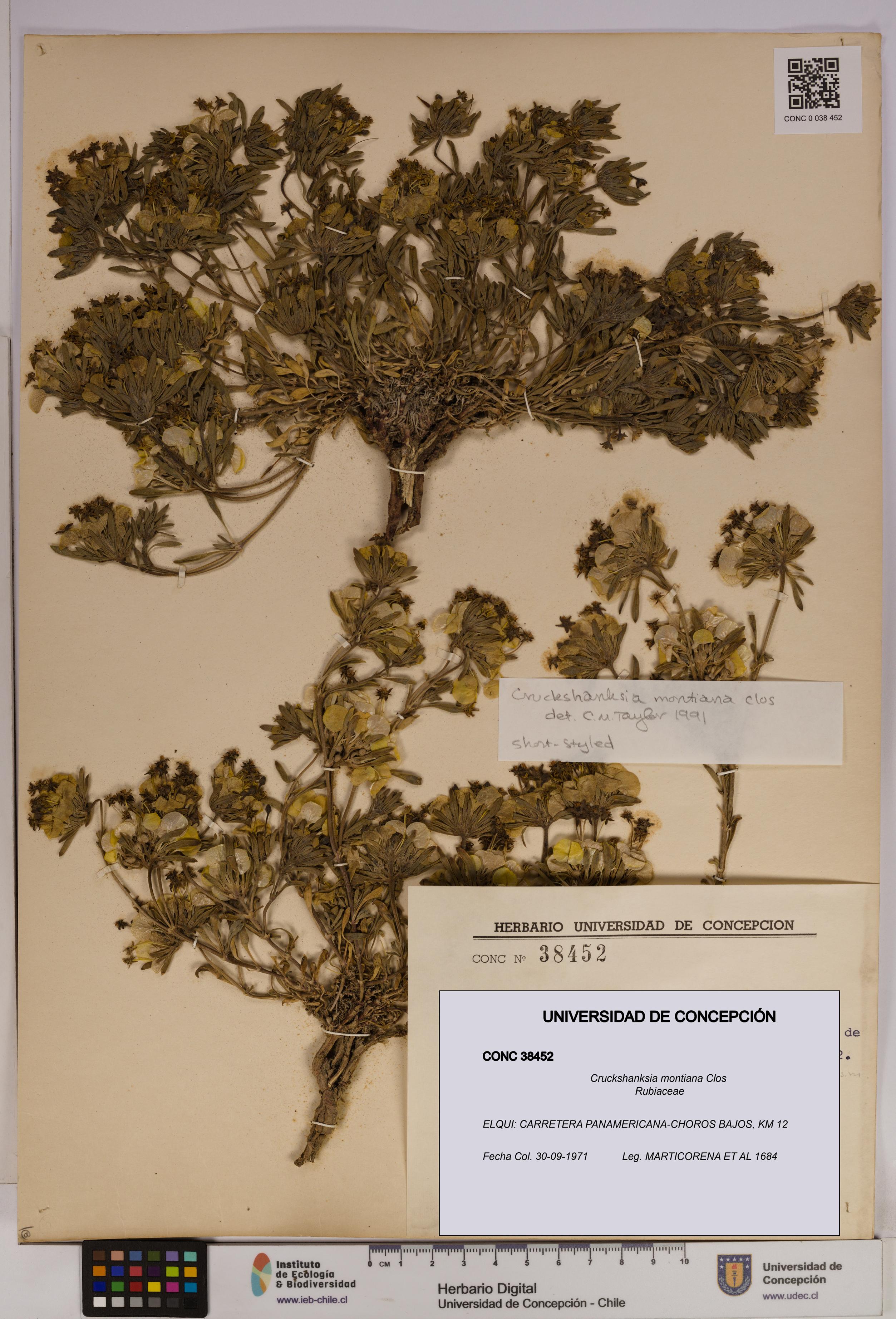 Cruckshanksia montiana [Espécimen: UDEC:CONC:0038452]