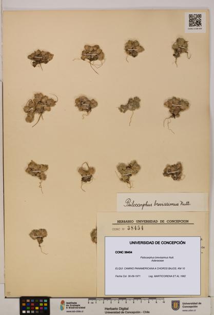 Psilocarphus brevissimus [Espécimen: ]