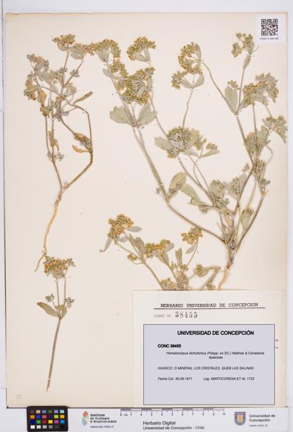 Homalocarpus dichotomus [Espécimen: ]